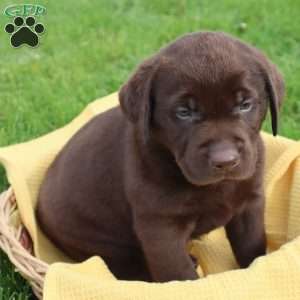 Jadon, Chocolate Labrador Retriever Puppy