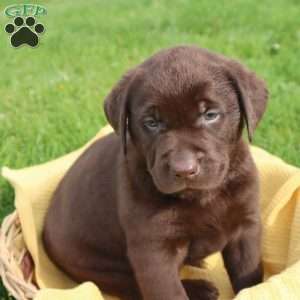 Jadon, Chocolate Labrador Retriever Puppy