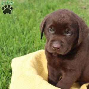 Jadon, Chocolate Labrador Retriever Puppy