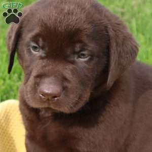 Jadon, Chocolate Labrador Retriever Puppy