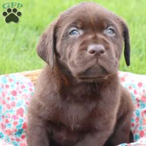Jessalyn, Chocolate Labrador Retriever Puppy