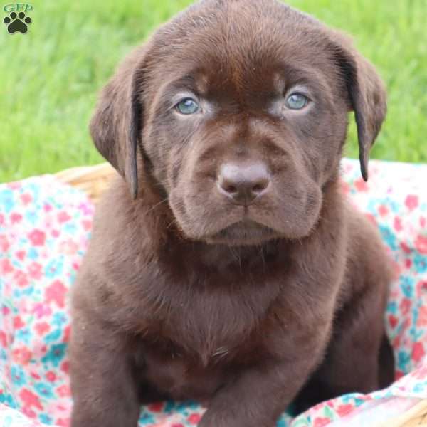 Jessalyn, Chocolate Labrador Retriever Puppy