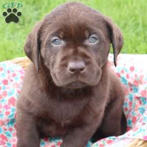 Jessalyn, Chocolate Labrador Retriever Puppy