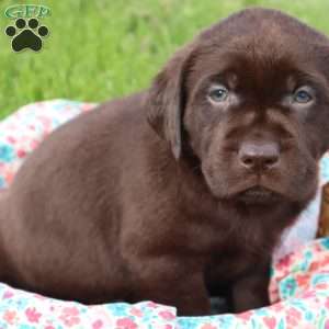 Jessalyn, Chocolate Labrador Retriever Puppy