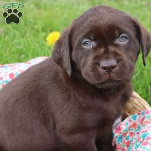 Jessalyn, Chocolate Labrador Retriever Puppy