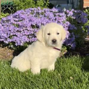 Meatloaf, English Cream Golden Retriever Puppy