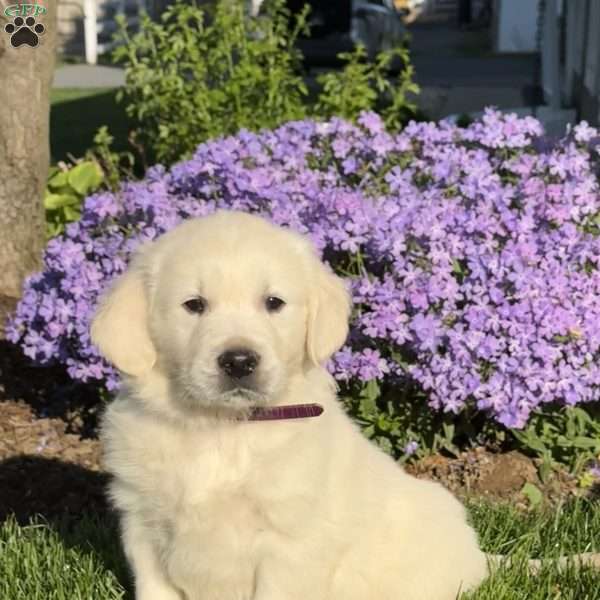 Meatloaf, English Cream Golden Retriever Puppy