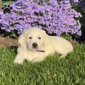 Meatloaf, English Cream Golden Retriever Puppy