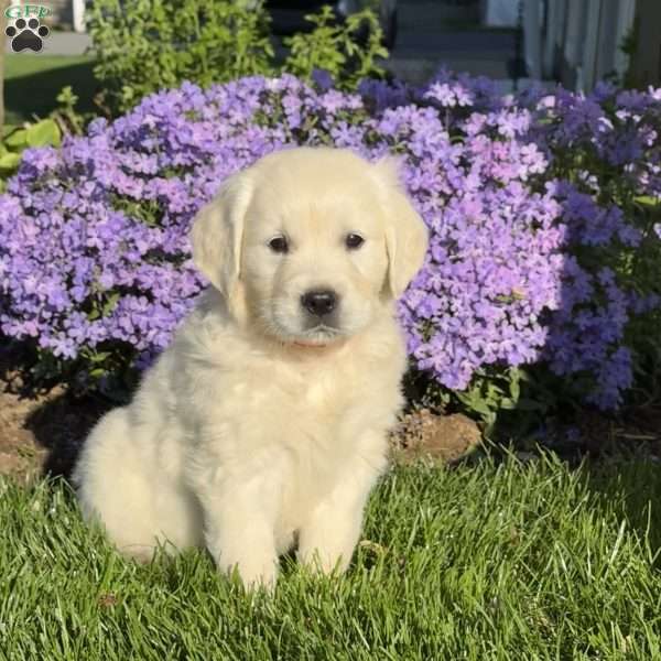 Mango, English Cream Golden Retriever Puppy