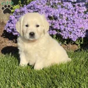 Mango, English Cream Golden Retriever Puppy