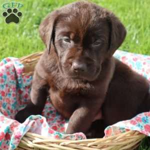 Jessalyn, Chocolate Labrador Retriever Puppy