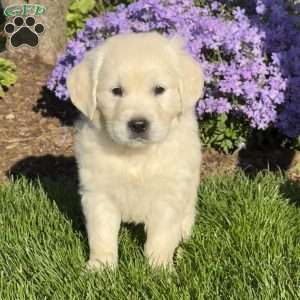Mango, English Cream Golden Retriever Puppy