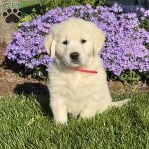 Mable, English Cream Golden Retriever Puppy