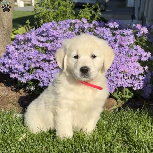 Mable, English Cream Golden Retriever Puppy