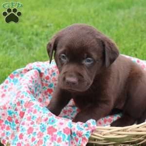 Josephine, Chocolate Labrador Retriever Puppy