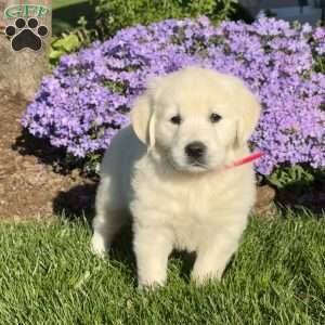 Mable, English Cream Golden Retriever Puppy