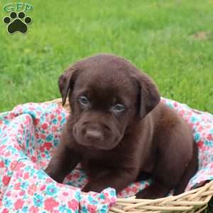 Josephine, Chocolate Labrador Retriever Puppy