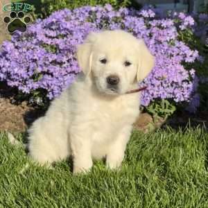 Marcy, English Cream Golden Retriever Puppy