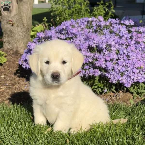 Marcy, English Cream Golden Retriever Puppy