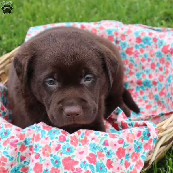 Josephine, Chocolate Labrador Retriever Puppy
