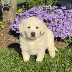 Marcy, English Cream Golden Retriever Puppy