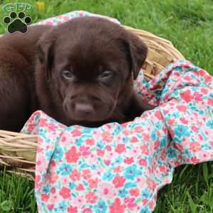 Josephine, Chocolate Labrador Retriever Puppy
