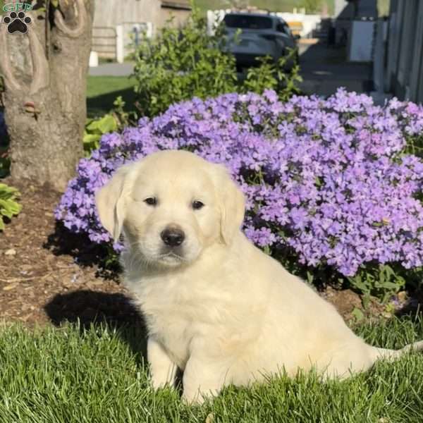 Marshmallow, English Cream Golden Retriever Puppy
