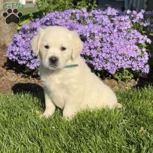 Matilda, English Cream Golden Retriever Puppy