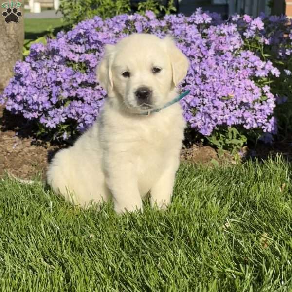 Matilda, English Cream Golden Retriever Puppy