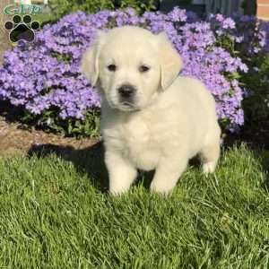 Matilda, English Cream Golden Retriever Puppy