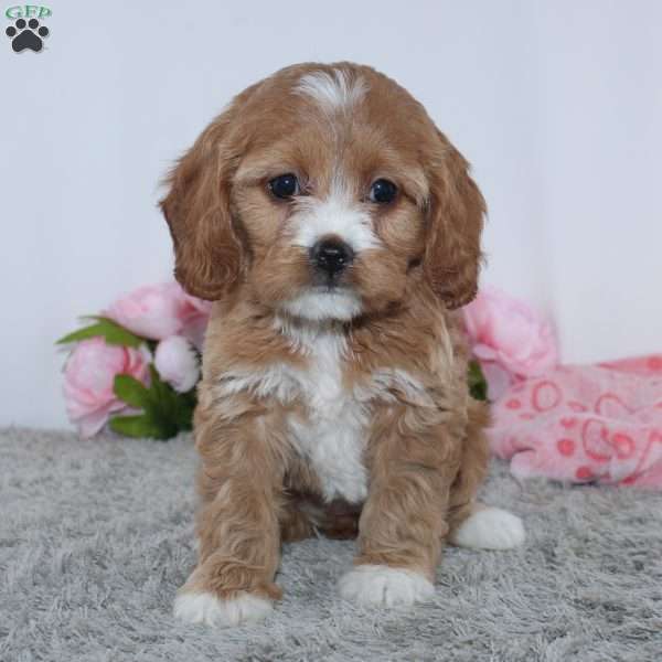 Kamilla, Cockapoo Puppy