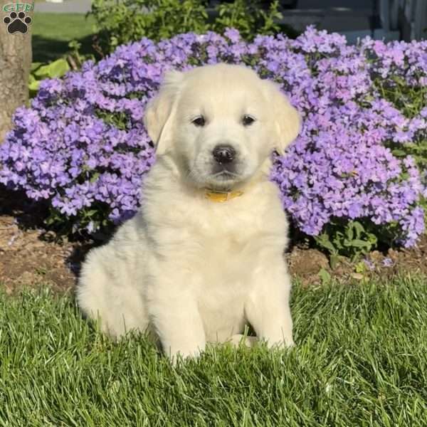 Max, English Cream Golden Retriever Puppy