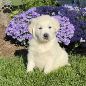 Max, English Cream Golden Retriever Puppy