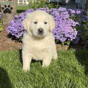 Max, English Cream Golden Retriever Puppy