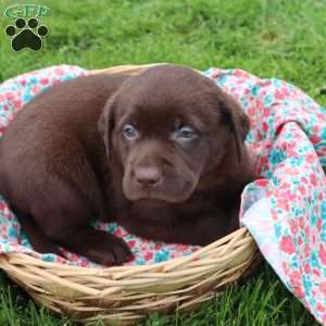Josephine, Chocolate Labrador Retriever Puppy
