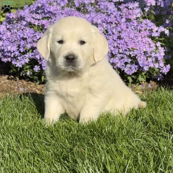 Merle, English Cream Golden Retriever Puppy