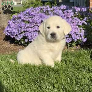 Merle, English Cream Golden Retriever Puppy
