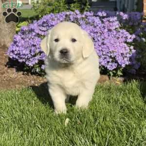 Merle, English Cream Golden Retriever Puppy