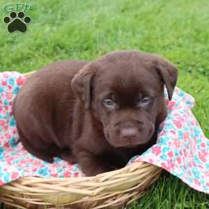 Josephine, Chocolate Labrador Retriever Puppy