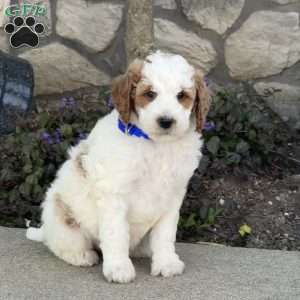 Jasper, Mini Goldendoodle Puppy