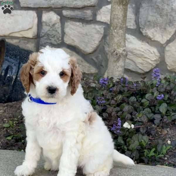 Jasper, Mini Goldendoodle Puppy