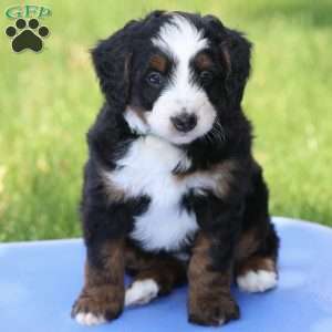 Lewis, Bernedoodle Puppy