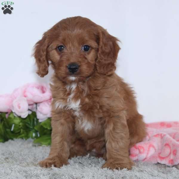 Kaila, Cockapoo Puppy