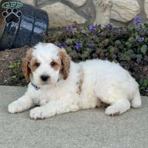 Jasper, Mini Goldendoodle Puppy