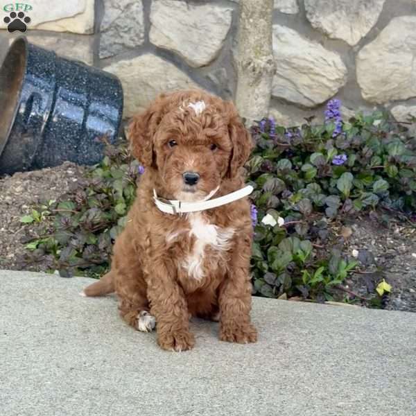 Johnny, Mini Goldendoodle Puppy
