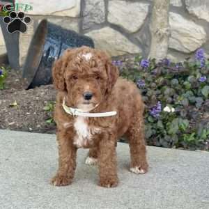 Johnny, Mini Goldendoodle Puppy
