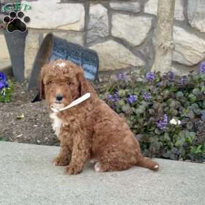 Johnny, Mini Goldendoodle Puppy