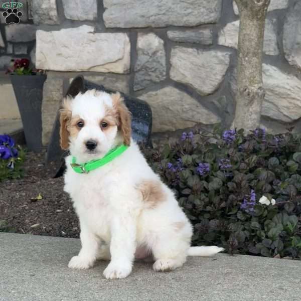 Jimmy, Mini Goldendoodle Puppy