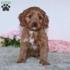 Kaila, Cockapoo Puppy