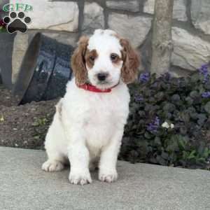 Jack, Mini Goldendoodle Puppy
